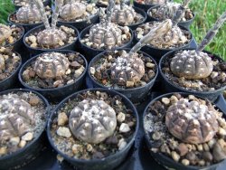 Gymnocalycium ragonesei pot 5,5 cm