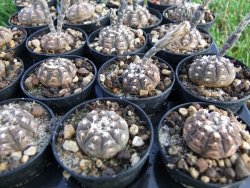 Gymnocalycium ragonezii pot 5,5 cm