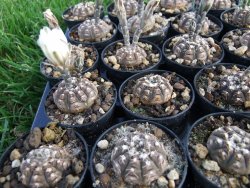 Gymnocalycium ragonesei pot 5,5 cm - 12373095
