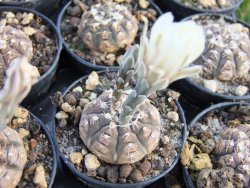 Gymnocalycium ragonesei pot 5,5 cm - 12373096