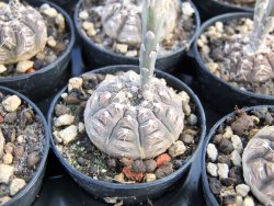 Gymnocalycium ragonesei pot 5,5 cm - 12373097