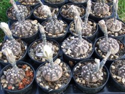 Gymnocalycium ragonesei pot 5,5 cm - 12373098