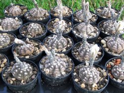 Gymnocalycium ragonesei pot 5,5 cm - 12373099
