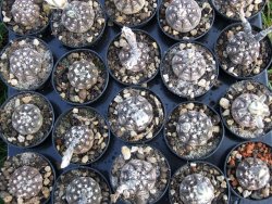 Gymnocalycium ragonesei pot 5,5 cm - 12373100
