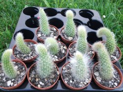 Hildewinteria colademononis, pot 5,5 cm