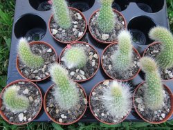 Hildewinteria colademononis, pot 5,5 cm - 12373127