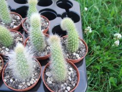 Hildewinteria colademononis, pot 5,5 cm - 12373128