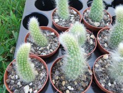 Hildewinteria colademononis, pot 5,5 cm - 12373129