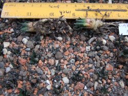 Ariocarpus fissuratus hintonii Matehuala IA - 12374305