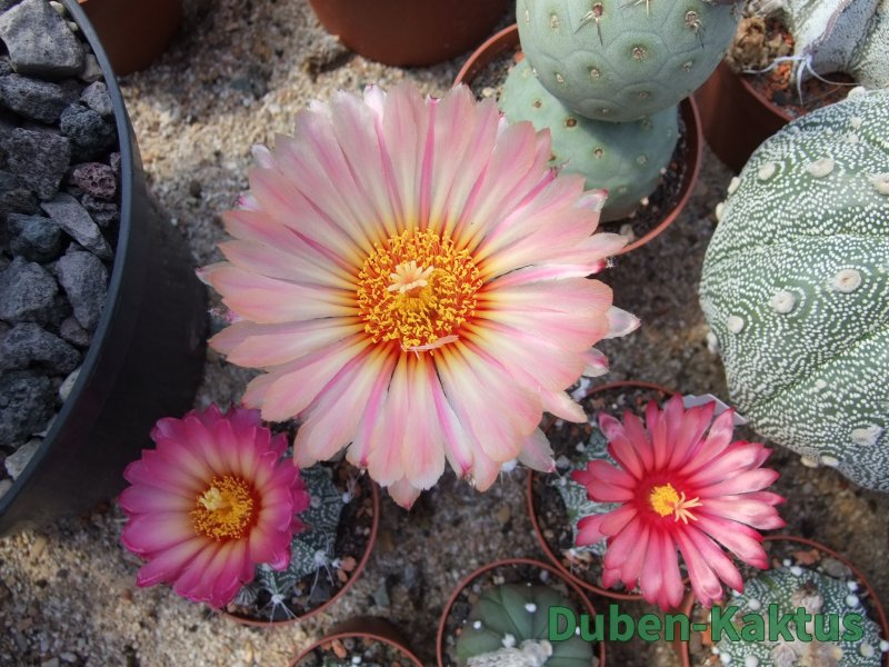 Astrophytum capricorne x red flower - 