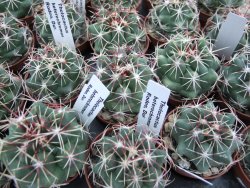 Thelocactus heterochromus Rodeo, Dur. pot 5,5 cm - 12373915