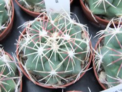 Thelocactus heterochromus Rodeo, Dur. pot 5,5 cm - 12373917
