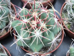 Thelocactus heterochromus Rodeo, Dur. pot 5,5 cm