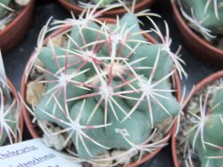Thelocactus heterochromus Rodeo, Dur. pot 5,5 cm - 12373919