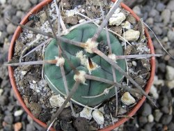 Gymnocalycium armatum pot 5,5 cm