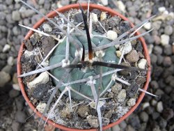 Gymnocalycium armatum pot 5,5 cm - 12374009