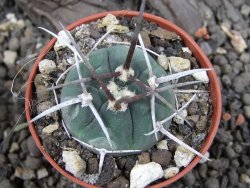 Gymnocalycium armatum pot 5,5 cm - 12374010