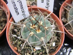 Gymnocalycium armatum pot 5,5 cm - 12379840