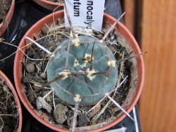 Gymnocalycium armatum pot 5,5 cm - 12379841