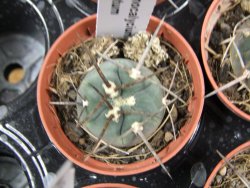 Gymnocalycium armatum pot 5,5 cm - 12379842