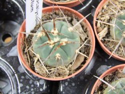 Gymnocalycium armatum pot 5,5 cm - 12379843