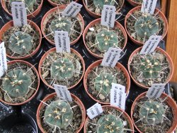 Gymnocalycium armatum pot 5,5 cm - 12379844