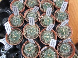 Gymnocalycium armatum pot 5,5 cm - 12379845