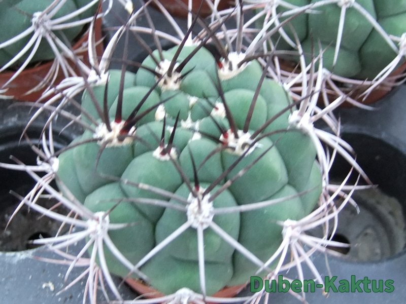 Gymnocalycium saglione pot 5,5 cm