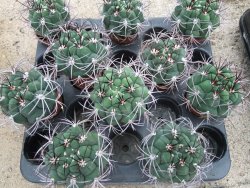 Gymnocalycium saglione pot 5,5 cm - 12374012