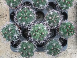 Gymnocalycium saglione pot 5,5 cm - 12374013