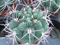 Gymnocalycium saglione pot 5,5 cm