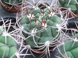 Gymnocalycium saglione pot 5,5 cm - 12374015