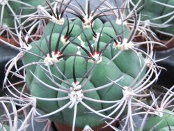 Gymnocalycium saglione pot 5,5 cm - 12374016