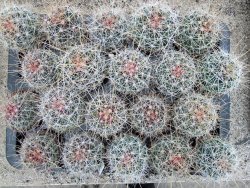 Hamatocactus hamatacanthus El Hundiddo pot 6,5 cm - 12374029