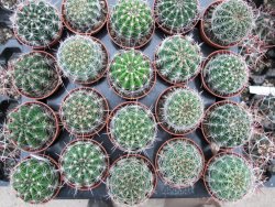 Echinopsis hybrid pot 5,5 cm - 12374044