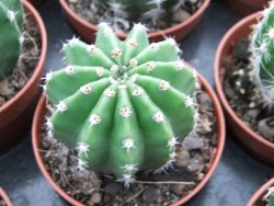 Echinopsis hybrid pot 5,5 cm