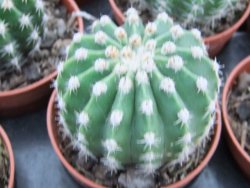 Echinopsis hybrid pot 5,5 cm - 12374048