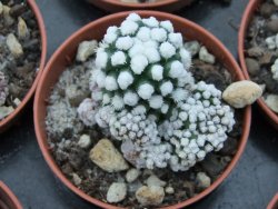 Mammillaria gracilis Oruga pot 5,5 cm - 12374838