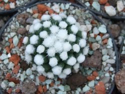 Mammillaria gracilis Oruga pot 5,5 cm