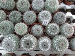 Mammillaria chionocephala pot 5,5 cm - 12374060
