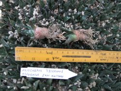 Ariocarpus trigonus elongatus San Antonio 10 x