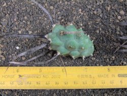 Tephrocactus articulatus black spine offshoots - 12374129