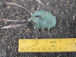 Tephrocactus articulatus black spine offshoots - 12374133