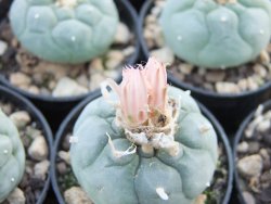 Lophophora fricii Viesca pot 5,5 cm - 12374206