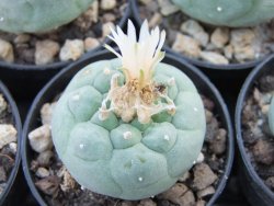 Lophophora fricii Viesca pot 5,5 cm - 12374207