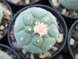 Lophophora fricii Viesca pot 5,5 cm - 12374208