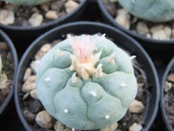 Lophophora fricii Viesca pot 5,5 cm
