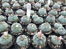 Lophophora fricii Viesca pot 5,5 cm - 12374210