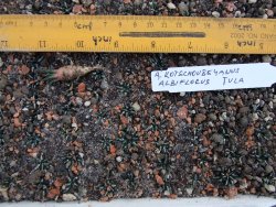 Ariocarpus kotschoubeyanus albiflorus Tula IA 10 rostlin - 12374295