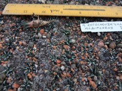 Ariocarpus kotschoubeyanus albiflorus Tula IA 10 rostlin - 12374296